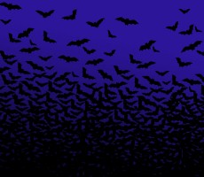 Home Invasions â€“ a handy guide to bats in the attic